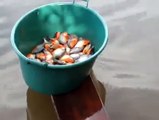 Pescar pirañas en Brasil, una técnica peligrosa pero efectiva