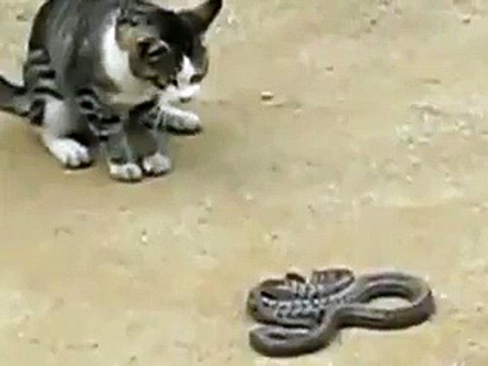 Cat VS Snake - قط بمواجهة أفعى