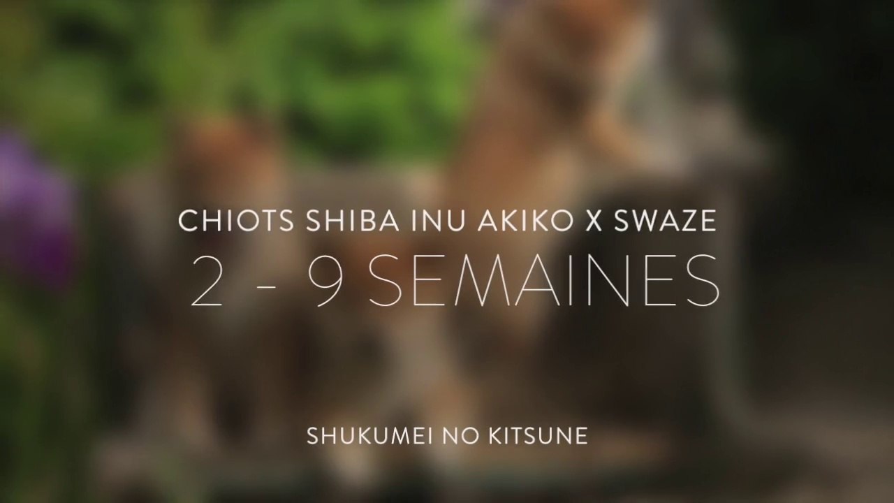 Chiots Shiba Inu Socilaisation