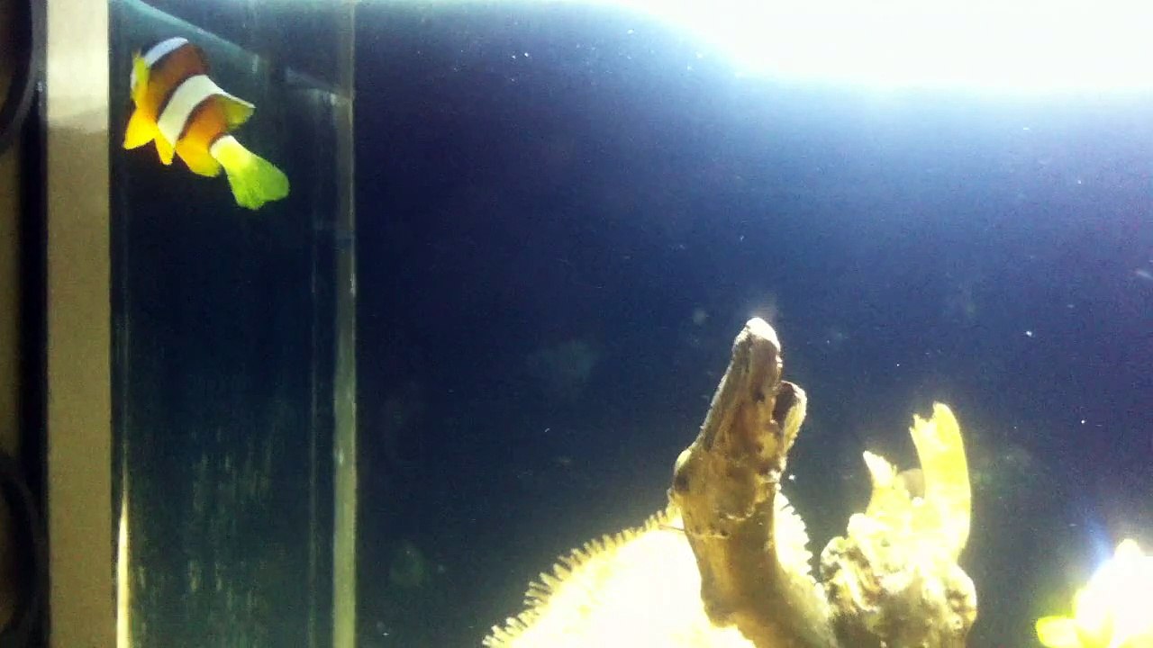 Clownfish chasing