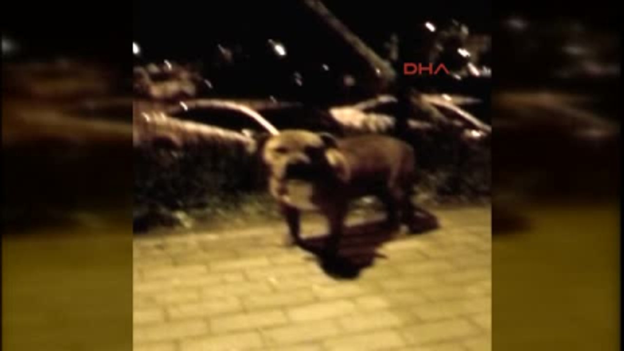 Bursa'da Pitbull Dehşeti