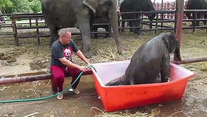 L'adorable bain d'un bébé éléphant