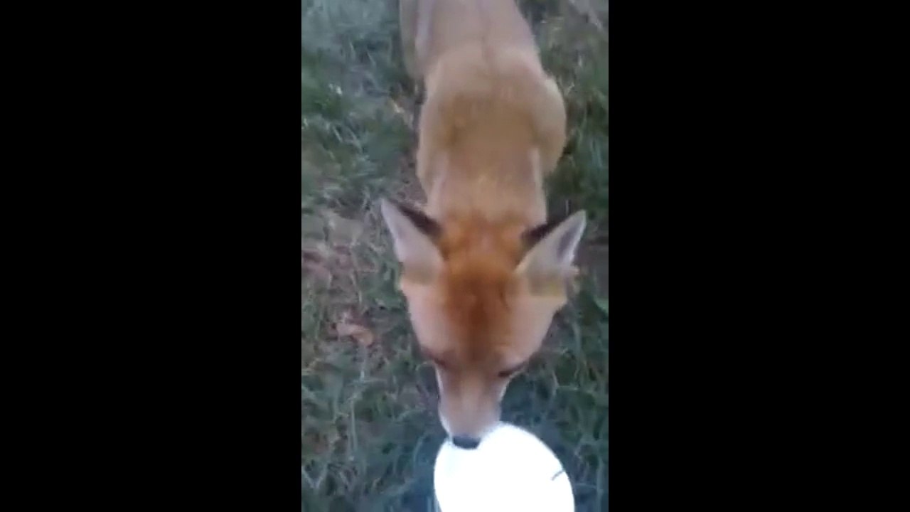 Beautiful Little Fox Eating from my Hand