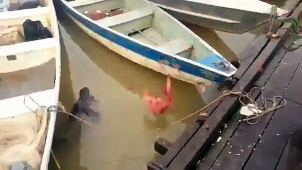 Il jette de la Viande dans une rivière infesté de Piranha ! Regardez ce qui se passe