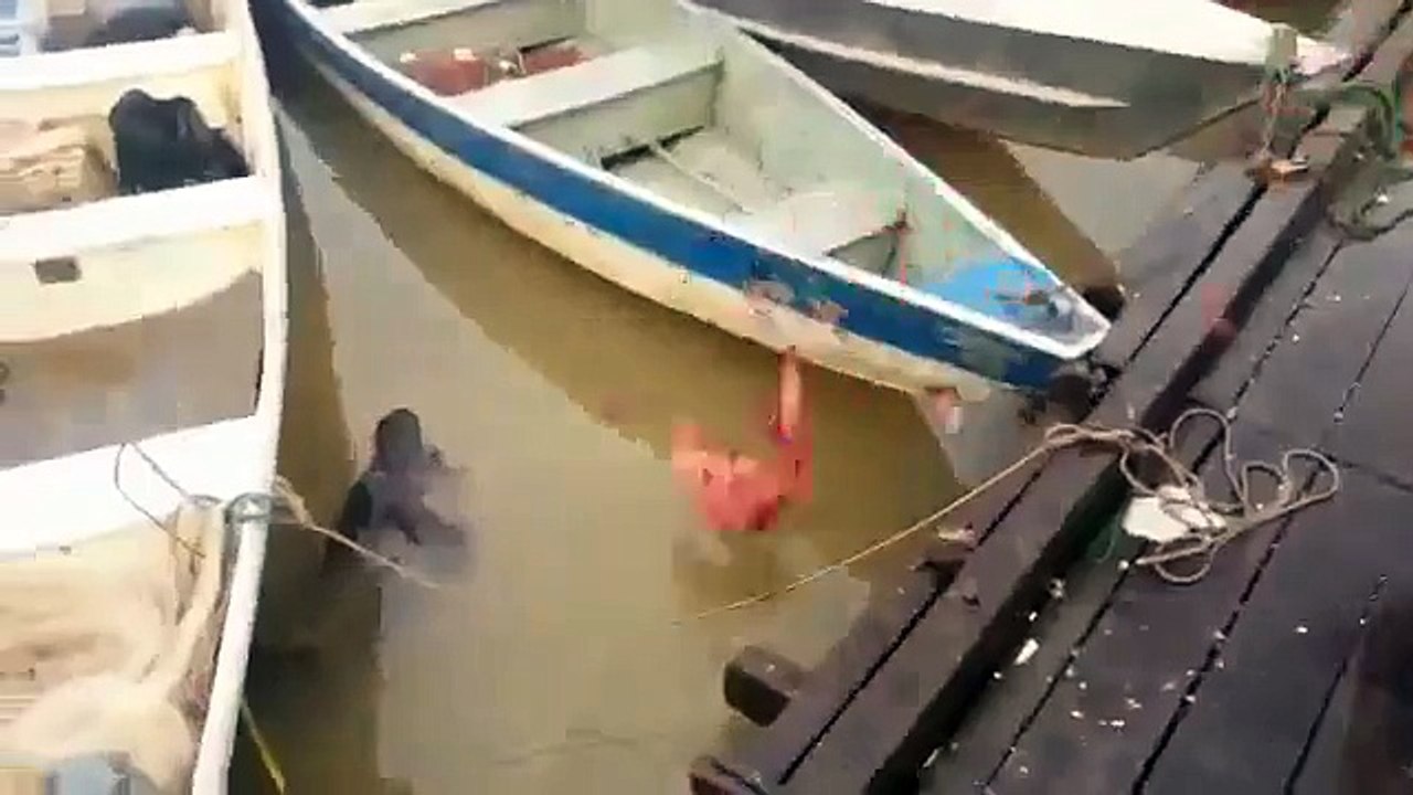 Il jette de la Viande dans une rivière infesté de Piranha ! Regardez ce qui se passe