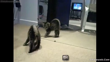 UN GATITO EN SU PRIMER ENCUENTRO CON EL ESPEJO GATO CHIQUITO CHAMACORRON