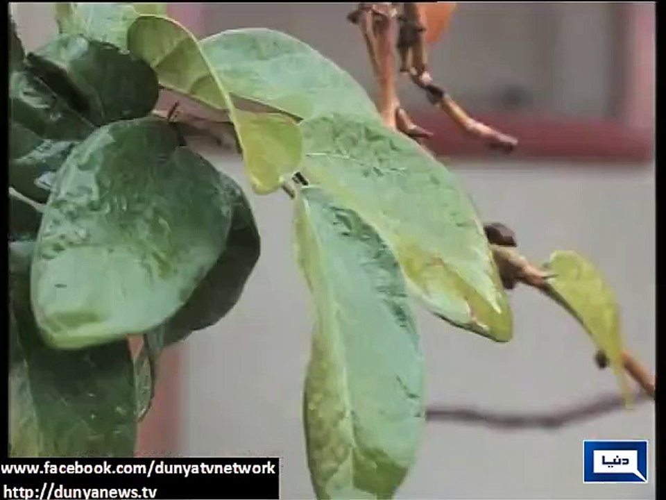 Weather turns pleasant after rain