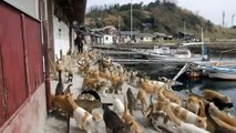 Japanese island overrun by cats only must watch