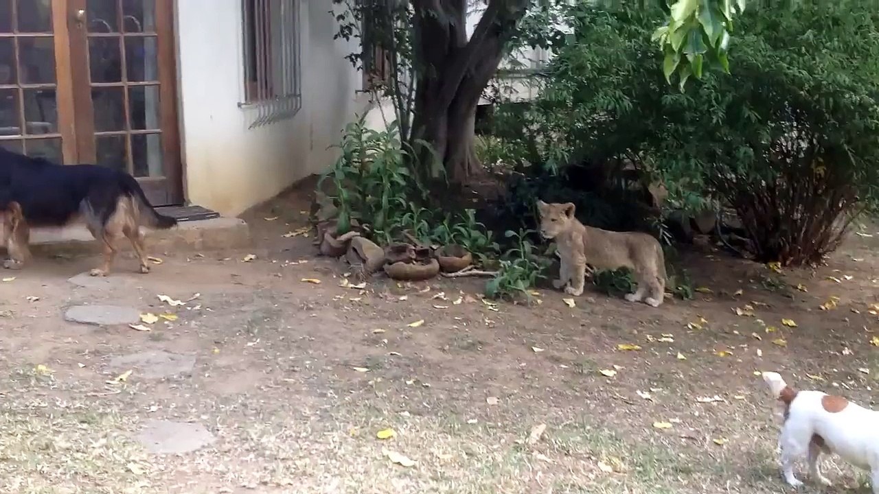 Sneaking Lion Cub Gives Dog Fright