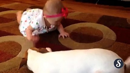 dog is teaching a baby how to crawl ????