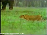 Buffalo Saves Calf From Lion Attack