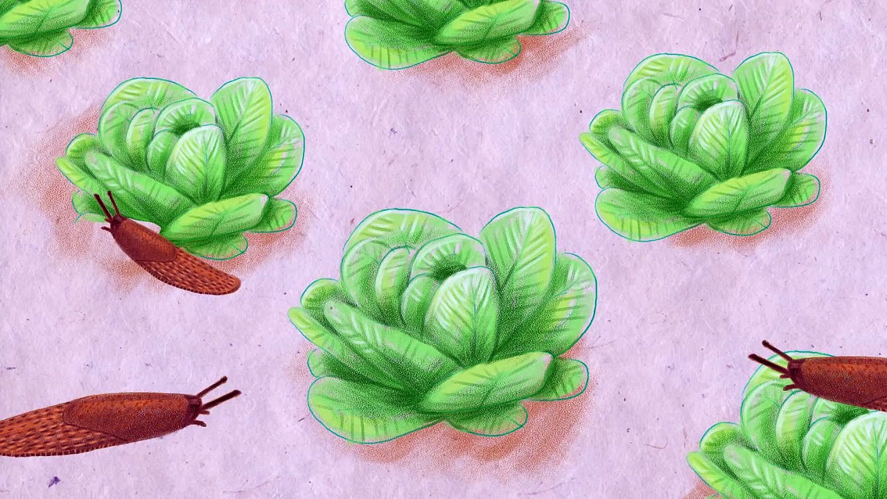 Alerte aux limaces (limaces-salades)