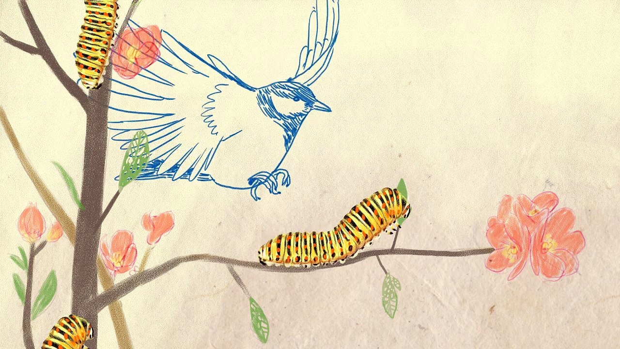 Alerte aux chenilles sur vos arbustes d'ornement