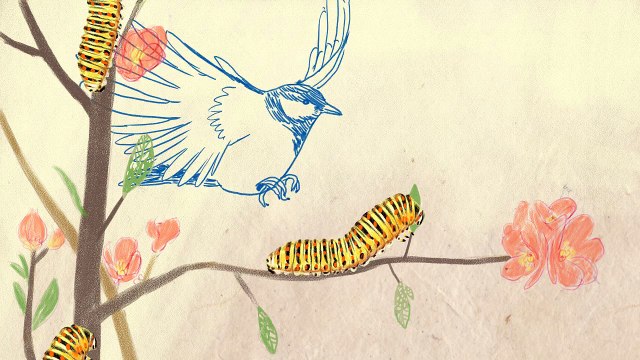 Alerte aux chenilles sur vos arbustes d'ornement