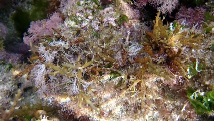Underwater Short Video with Xperia ZR