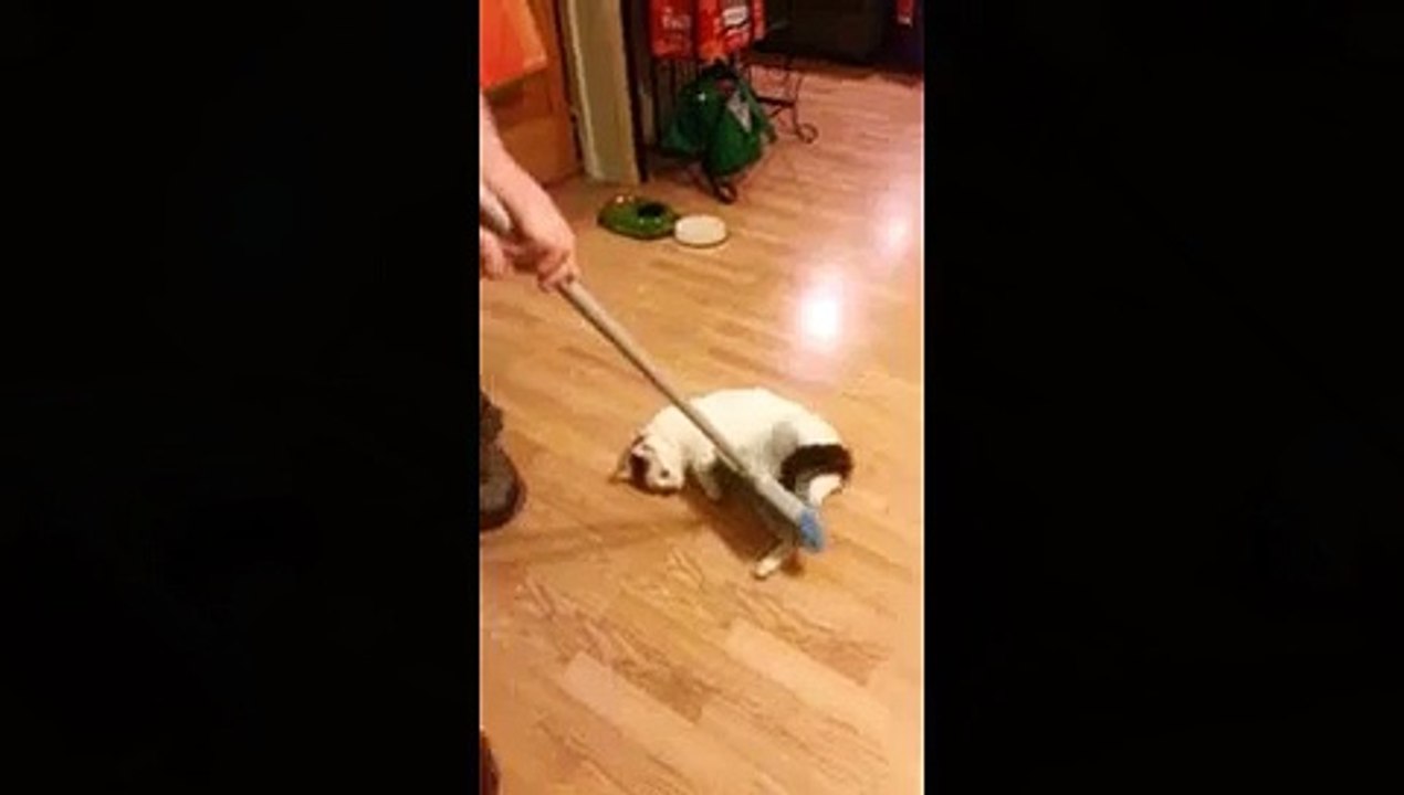 CAT CURLING