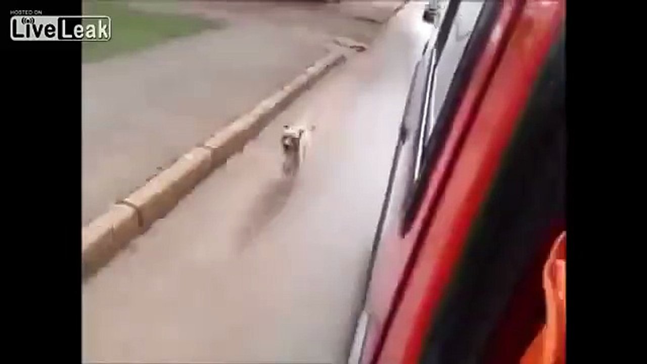 Must Watch: A faithful dog chases after an ambulance after his ow