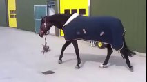 Dog takes horse for a walk