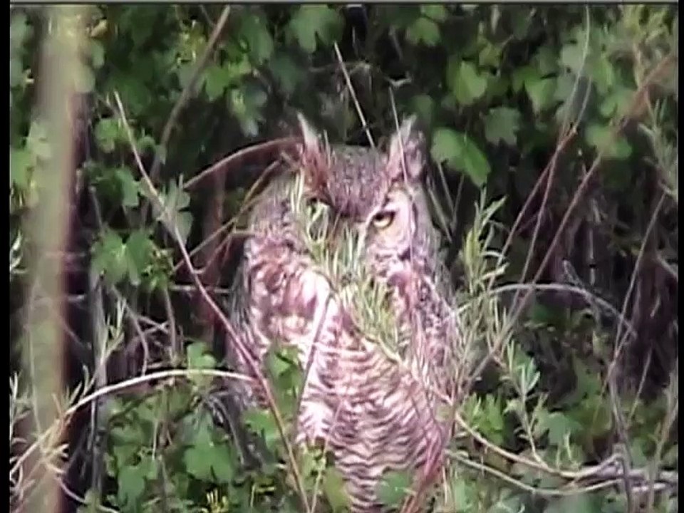 Wonders of the Wetlands (Nahanee)