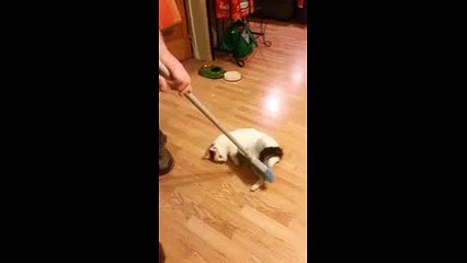 Passer le balaie avec un chat...