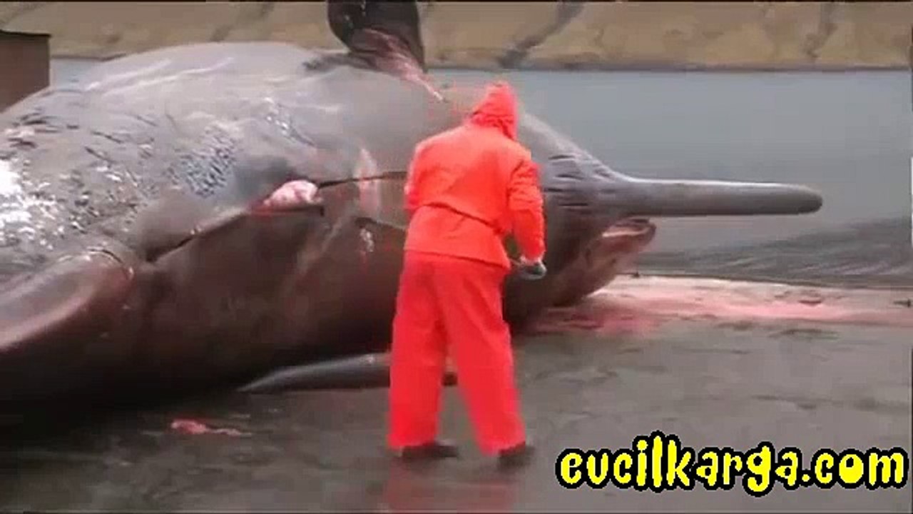 Balinanın patlama anı