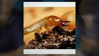 Termite Treatments In Oklahoma City