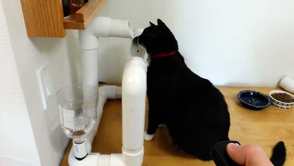 Une fontaine à eau pour chat bien fun!