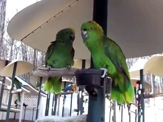 The english speaking parrot
