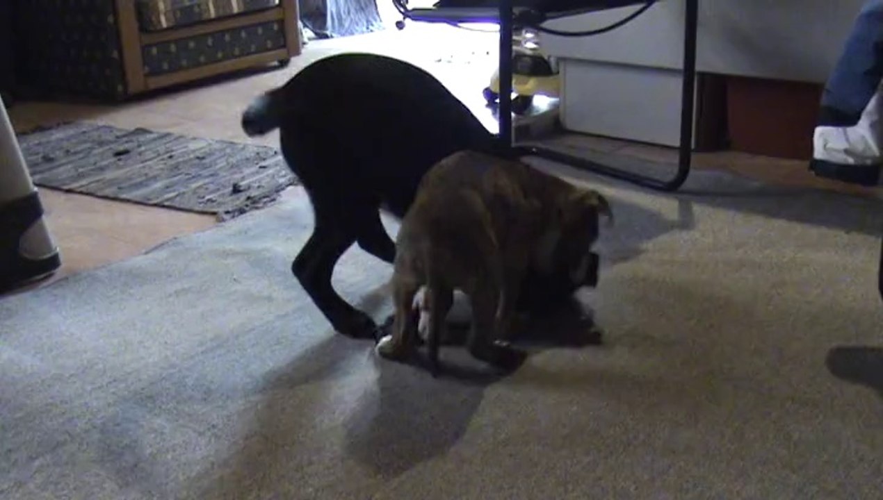 Presa Canario vs Amstaff / Barbie vs Shrek  (part 3)
