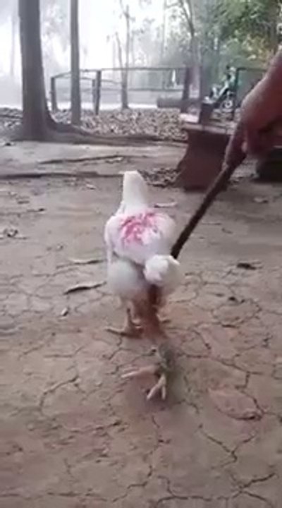 Un poulet avec quatre pattes