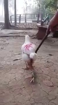 Un poulet avec quatre pattes