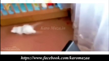 Funny Animals Jump for Joy on a Trampoline Cute Videos