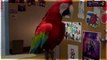 Funny Parrots Dancing Compilation 2015 - Cute Owls - 720p
