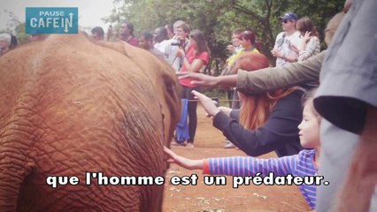 Un refuge pour éléphanteaux orphelins au Kenya