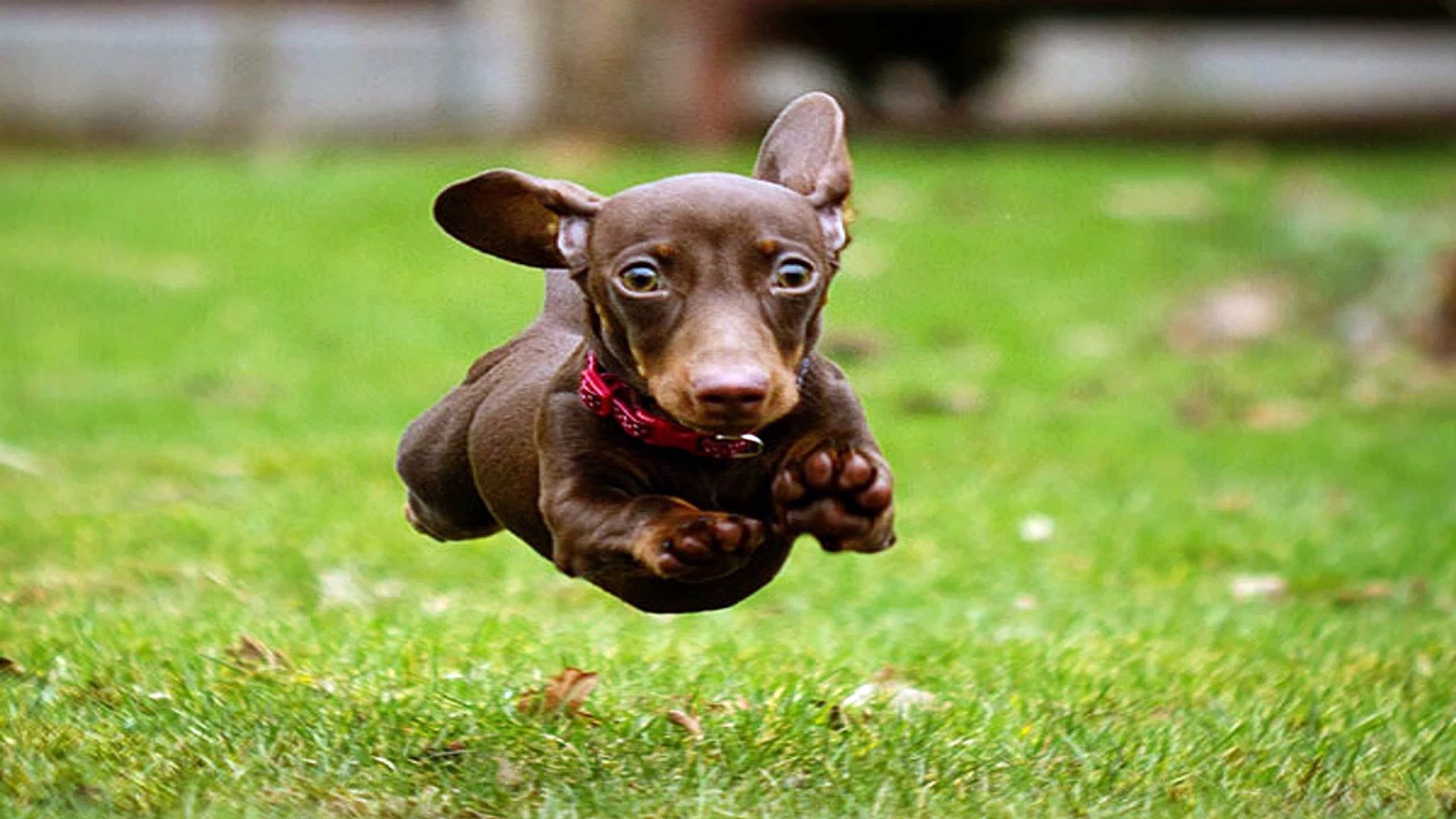 ⁣Important  Things  You  Need  To  Know  About  Puppies  And  The  Dog  Training Basics