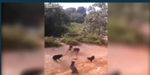 5 Av Köpeği 4 Metrelik Pitona Saldırdı