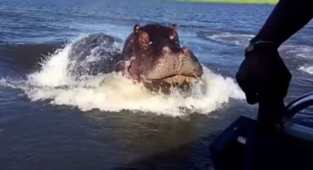 Su Aygırı Deniz Motoruyla Gezen Adamın Az Kalsın Canını Okuyordu