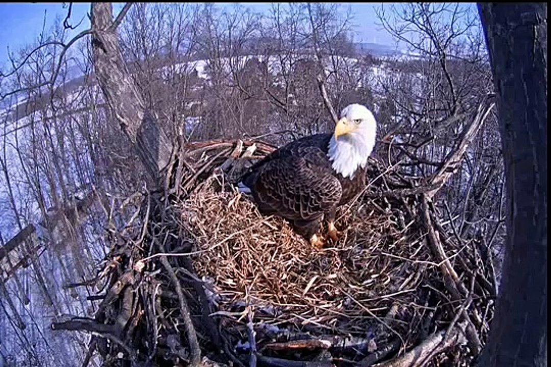 Hanover, PA. Eagle nest - Long late morning visit - 01-23-15