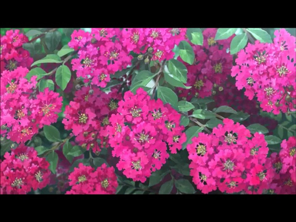 Miss Hokusai 1st Trailer