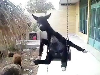 Its Hilarious! What Nonsense is This (Will You Please Let Me Out of Here)..................!!!!!!!!!!!!!!!!!!!!!!!!!