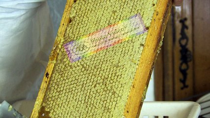 APICULTURE Extrait 12