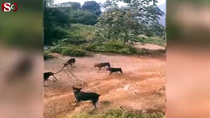 5 vahşi köpekle dev kobraya böyle saldırdı