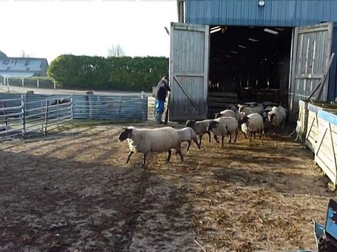 Dans les prés-salés du Mont-Saint-Michel, les agneaux se préparent pour Pâques