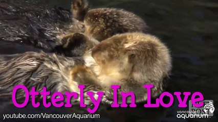 Significant Otters Fan Page 🦦