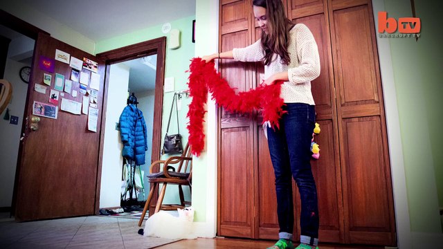 Raising Eyebrows_ Cute Cat Becomes Viral Sensation