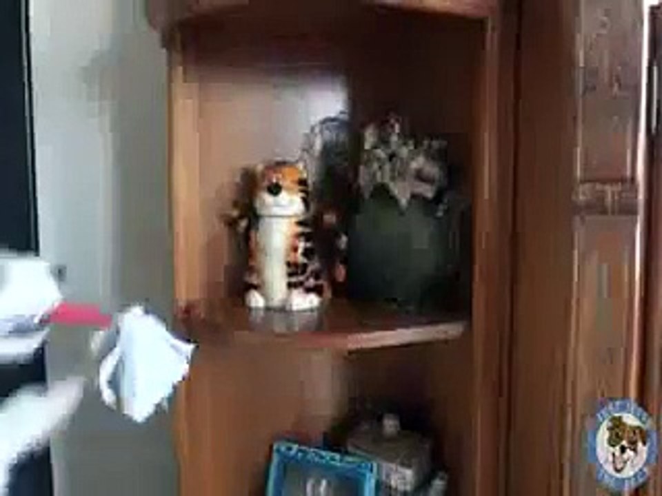 funny video