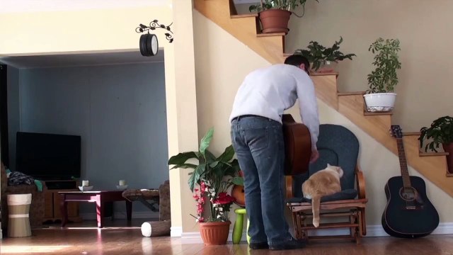 Un homme vire son chat pour jouer de la guitare
