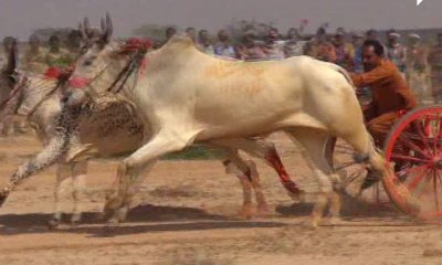 Rahim Yar Khan: Bull race in cholistan