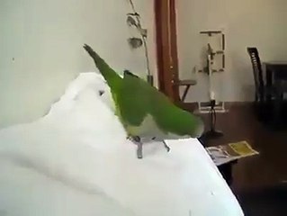 Parrot talking real funny damn lol.