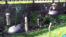 Un écureuil saute sur une mangeoire pour oiseaux / Squirrel jumps on a bird feeder